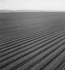 Large scale, commercial agriculture, Salinas Valley, California , 1939. Creator: Dorothea Lange
