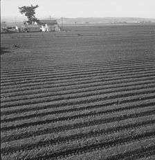 Large scale, commercial agriculture, Salinas Valley, California, 1939. Creator: Dorothea Lange