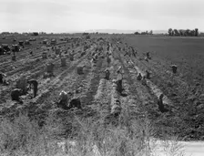Large-scale agricultural gang labor, Mexicans and..., near Meloland, Imperial Valley, 1939 Creator: Dorothea Lange