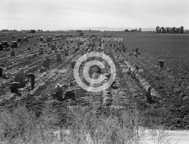 Large-scale agricultural gang labor, Mexicans and..., near Meloland, Imperial Valley, 1939 Creator: Dorothea Lange.