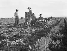 Large-scale agricultural gang labor, Mexicans and..., near Meloland, Imperial Valley, 1939 Creator: Dorothea Lange