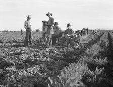 Large-scale agricultural gang labor, Mexicans and..., near Meloland, Imperial Valley, 1939 Creator: Dorothea Lange