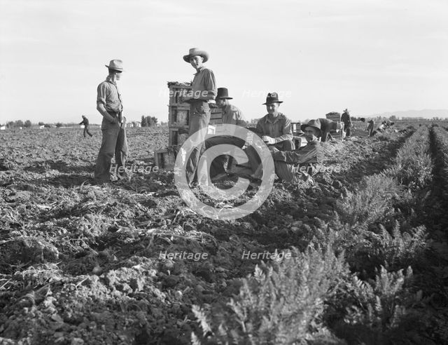 Large-scale agricultural gang labor, Mexicans and..., near Meloland, Imperial Valley, 1939 Creator: Dorothea Lange.
