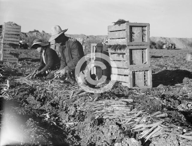 Large-scale agricultural gang labor, Mexicans and..., near Meloland, Imperial Valley, 1939 Creator: Dorothea Lange.