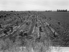 Large-scale agricultural gang labor, Mexicans and..., near Meloland, Imperial Valley, 1939 Creator: Dorothea Lange