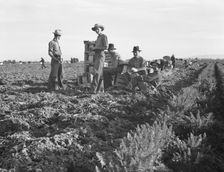 Large-scale agricultural gang labor, Mexicans and..., near Meloland, Imperial Valley, 1939 Creator: Dorothea Lange