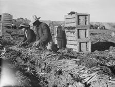 Large-scale agricultural gang labor, Mexicans and..., near Meloland, Imperial Valley, 1939 Creator: Dorothea Lange