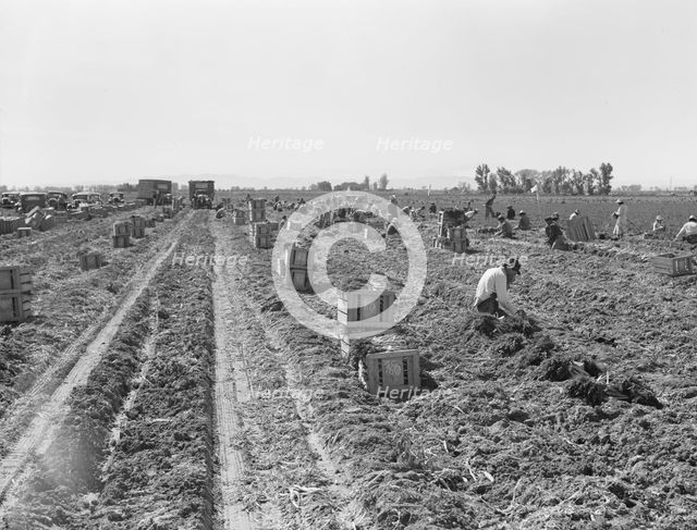 Large-scale agricultural gang labor, near Meloland, Imperial Valley, 1939. Creator: Dorothea Lange.