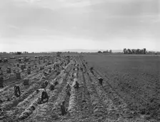 Large-scale agricultural gang labor, near Meloland, Imperial Valley, 1939. Creator: Dorothea Lange