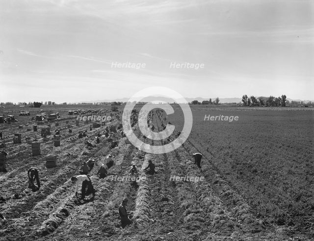 Large-scale agricultural gang labor, near Meloland, Imperial Valley, 1939. Creator: Dorothea Lange.