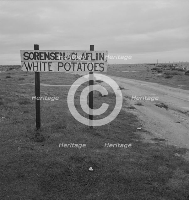 Large-scale agriculture beside U.S. 99. , Kern County, California, 1939. Creator: Dorothea Lange.