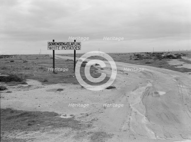 Large-scale agriculture, beside U.S. 99, Kern County, California , 1939. Creator: Dorothea Lange.