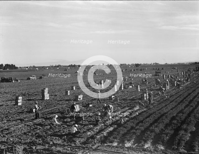 Large scale agriculture, near Meloland, Imperial Valley, 1939. Creator: Dorothea Lange.