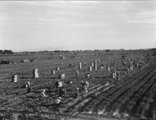 Large scale agriculture, near Meloland, Imperial Valley, 1939. Creator: Dorothea Lange
