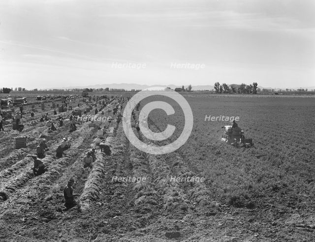 Large scale agriculture, near Meloland, Imperial Valley, 1939. Creator: Dorothea Lange.