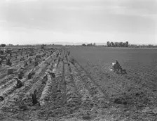 Large scale agriculture, near Meloland, Imperial Valley, 1939. Creator: Dorothea Lange