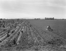 Large scale agriculture, near Meloland, Imperial Valley, 1939. Creator: Dorothea Lange