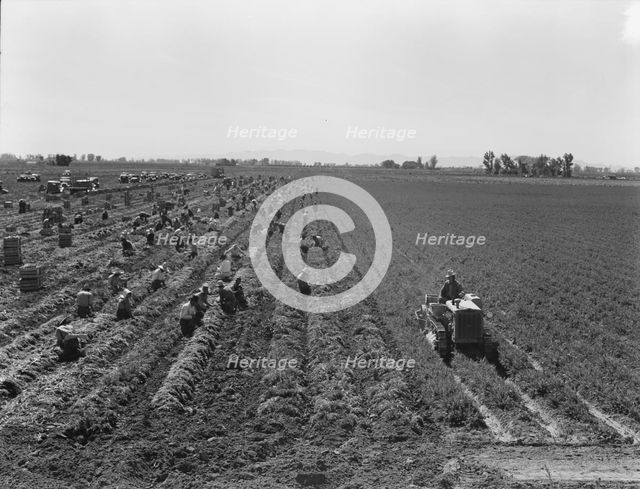 Large scale agriculture, near Meloland, Imperial Valley, 1939. Creator: Dorothea Lange.