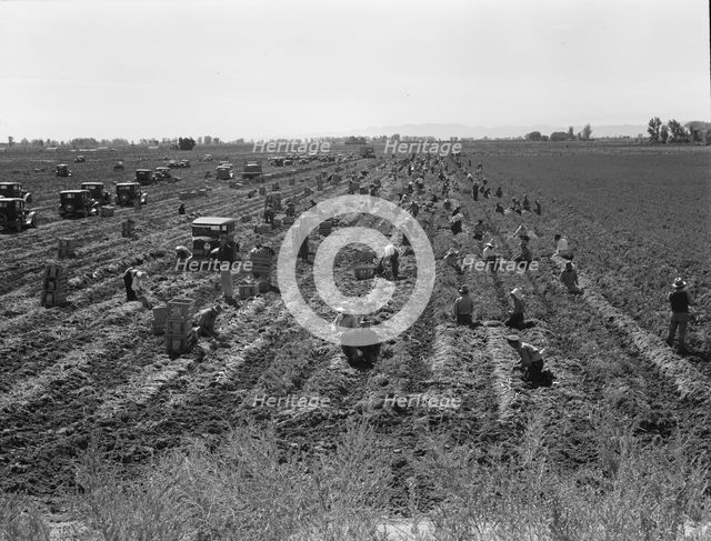 Large scale agriculture, near Meloland, Imperial Valley, 1939. Creator: Dorothea Lange.