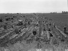 Large scale agriculture, near Meloland, Imperial Valley, 1939. Creator: Dorothea Lange