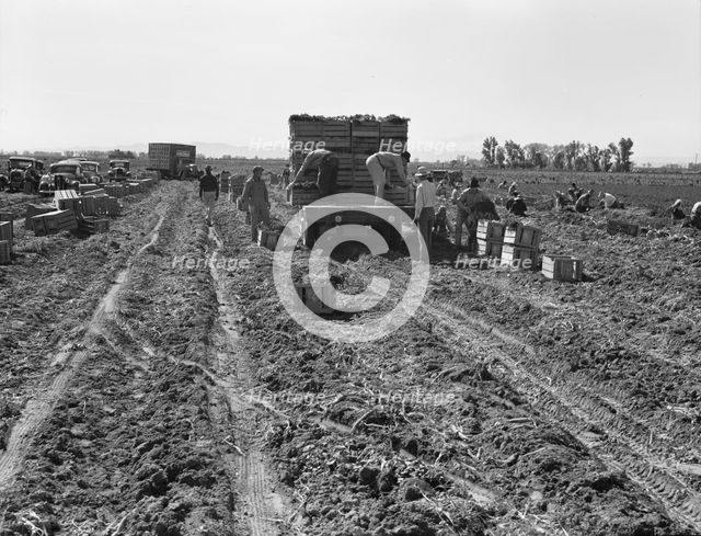 Large scale agriculture, near Meloland, Imperial Valley, 1939. Creator: Dorothea Lange.