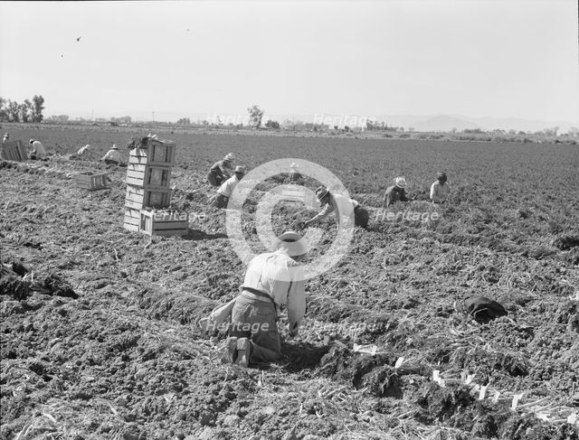 Large scale agriculture, near Meloland, Imperial Valley, 1939. Creator: Dorothea Lange.