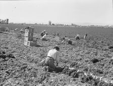 Large scale agriculture, near Meloland, Imperial Valley, 1939. Creator: Dorothea Lange