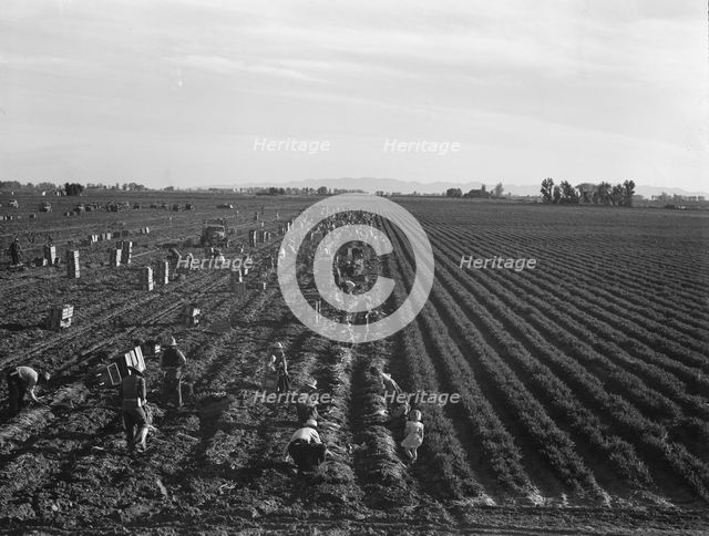 Large scale agriculture, near Meloland, Imperial Valley, 1939. Creator: Dorothea Lange.