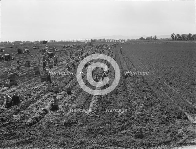 Large scale agriculture, near Meloland, Imperial Valley, 1939. Creator: Dorothea Lange.