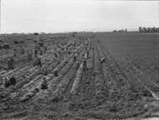 Large scale agriculture, near Meloland, Imperial Valley, 1939. Creator: Dorothea Lange