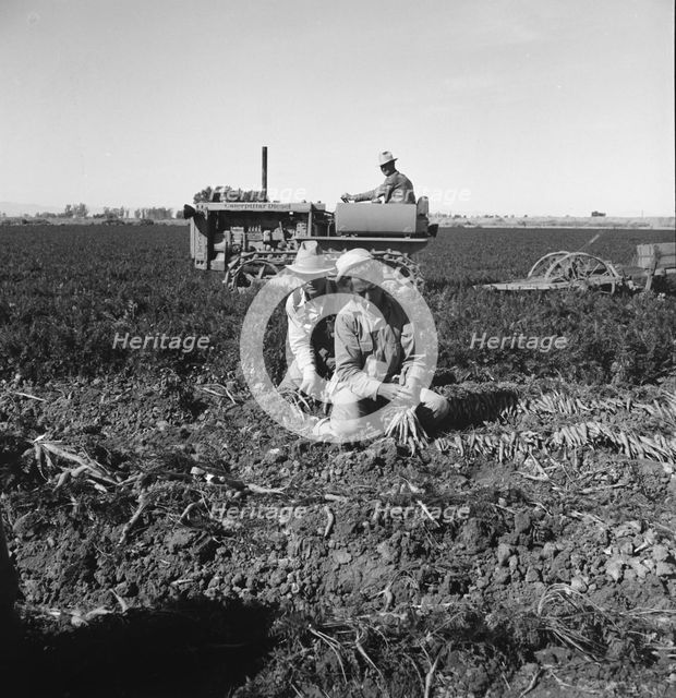 Large scale agriculture, near Meloland, Imperial Valley, 1939. Creator: Dorothea Lange.