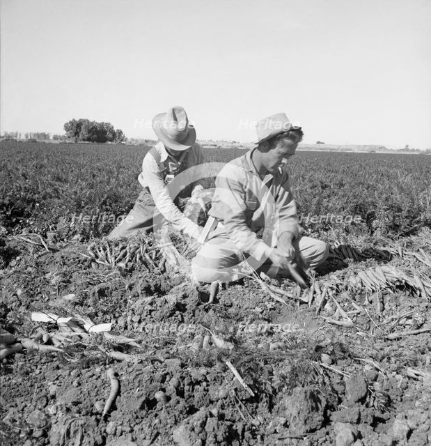 Large scale agriculture, near Meloland, Imperial Valley, 1939. Creator: Dorothea Lange.