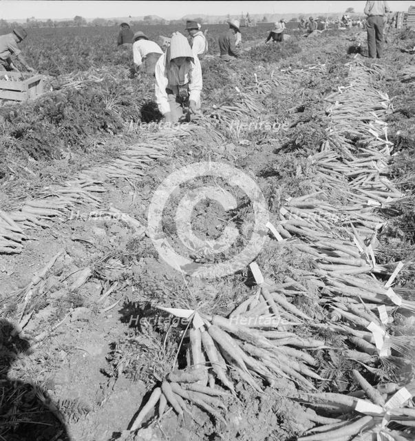 Large scale agriculture, near Meloland, Imperial Valley, 1939. Creator: Dorothea Lange.