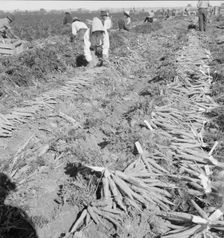 Large scale agriculture, near Meloland, Imperial Valley, 1939. Creator: Dorothea Lange