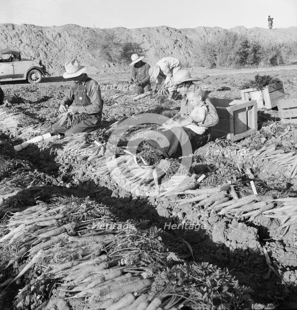 Large scale agriculture, near Meloland, Imperial Valley, 1939. Creator: Dorothea Lange.