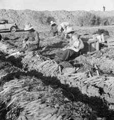 Large scale agriculture, near Meloland, Imperial Valley, 1939. Creator: Dorothea Lange