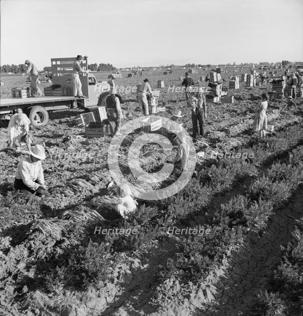 Large scale agriculture, near Meloland, Imperial Valley, 1939. Creator: Dorothea Lange.