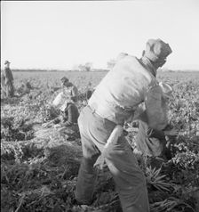 Large scale agriculture, near Meloland, Imperial Valley, 1939. Creator: Dorothea Lange