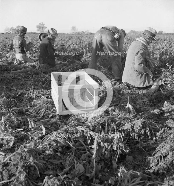 Large scale agriculture, near Meloland, Imperial Valley, 1939. Creator: Dorothea Lange.