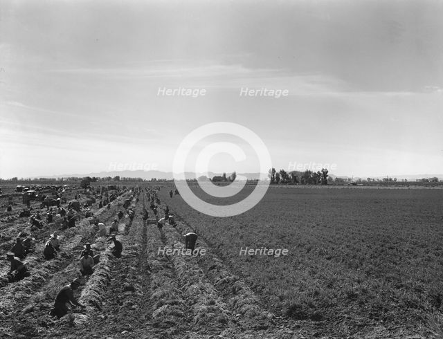Large scale agriculture, near Meloland, Imperial Valley, 1939. Creator: Dorothea Lange.