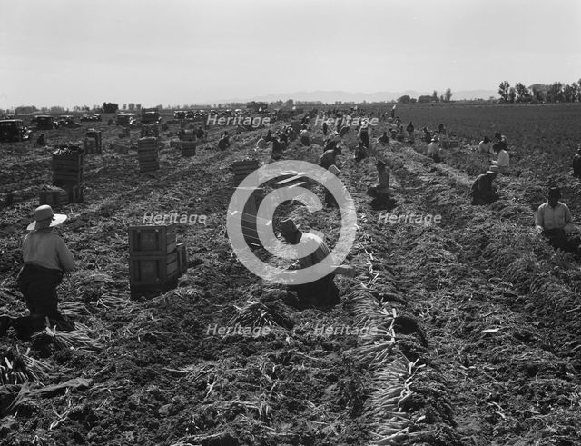 Large scale agriculture, near Meloland, Imperial Valley, 1939. Creator: Dorothea Lange.