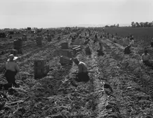 Large scale agriculture, near Meloland, Imperial Valley, 1939. Creator: Dorothea Lange