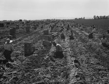 Large scale agriculture, near Meloland, Imperial Valley, 1939. Creator: Dorothea Lange