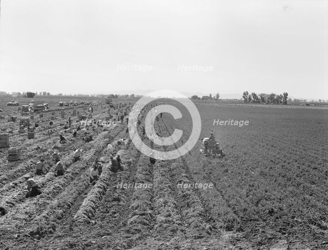 Large scale agriculture, near Meloland, Imperial Valley, 1939. Creator: Dorothea Lange.