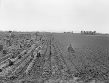 Large scale agriculture, near Meloland, Imperial Valley, 1939. Creator: Dorothea Lange