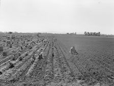 Large scale agriculture, near Meloland, Imperial Valley, 1939. Creator: Dorothea Lange