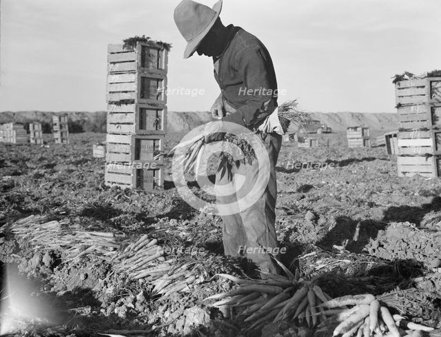 Large scale agriculture, near Meloland, Imperial Valley, 1939. Creator: Dorothea Lange.