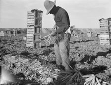 Large scale agriculture, near Meloland, Imperial Valley, 1939. Creator: Dorothea Lange