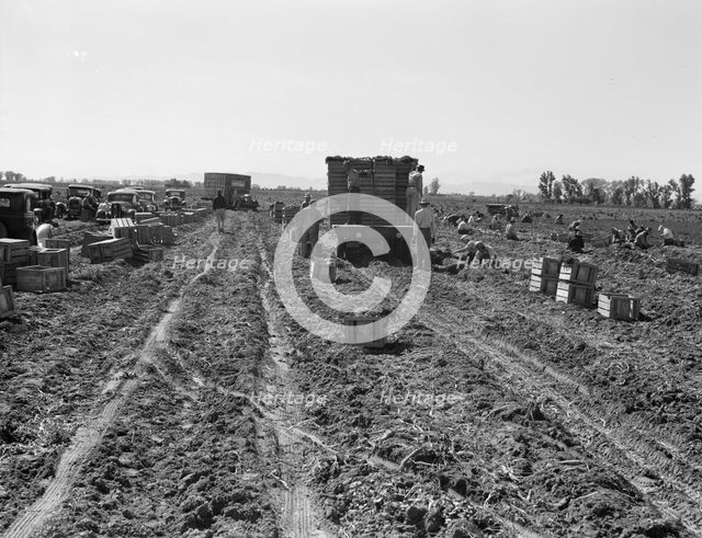 Large scale agriculture, near Meloland, Imperial Valley, 1939. Creator: Dorothea Lange.