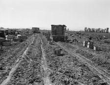 Large scale agriculture, near Meloland, Imperial Valley, 1939. Creator: Dorothea Lange